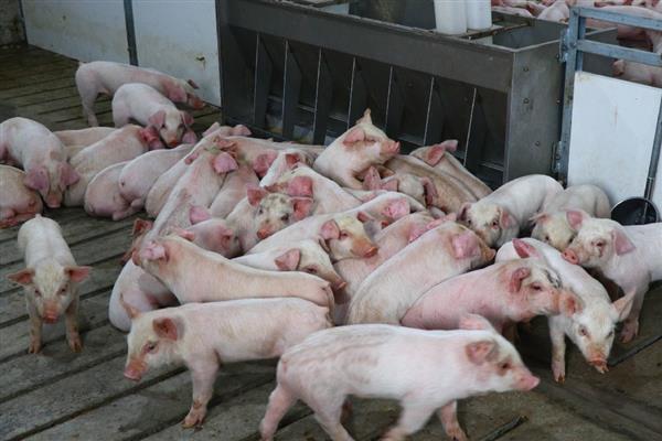 影响仔猪生长速度的因素，包括断奶时间、喂养方法等