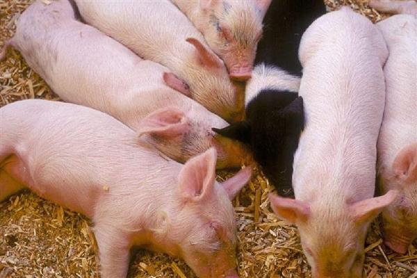 影响仔猪生长速度的因素，包括断奶时间、喂养方法等