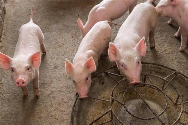 影响仔猪生长速度的因素，包括断奶时间、喂养方法等