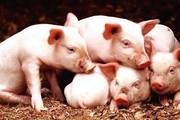 影响仔猪生长速度的因素，包括断奶时间、喂养方法等