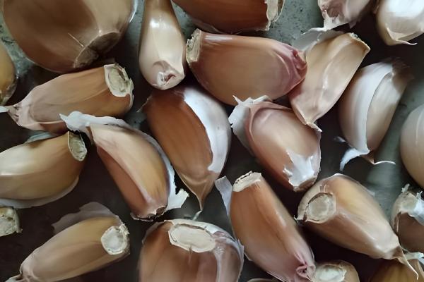 秋播大蒜种植技术，株距保持在10厘米左右