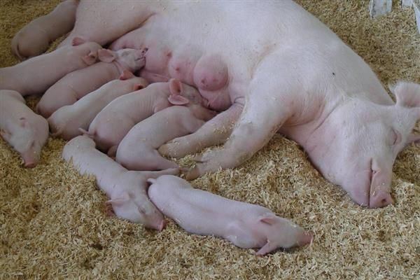 影响仔猪生长速度的因素，包括断奶时间、喂养方法等