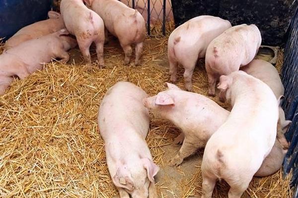 影响仔猪生长速度的因素，包括断奶时间、喂养方法等