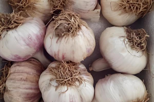 秋播大蒜种植技术，株距保持在10厘米左右