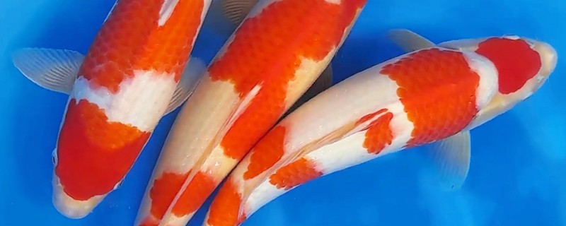 红白三色锦鲤的特点，白底之上有红色斑块