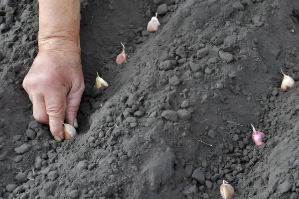 秋播大蒜种植技术，株距保持在10厘米左右