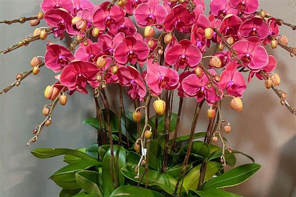 乔迁送花的讲究，要赠送寓意良好的品种