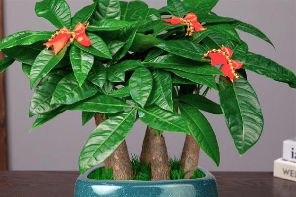 乔迁送花的讲究，要赠送寓意良好的品种