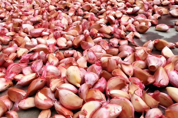 秋播大蒜种植技术，株距保持在10厘米左右