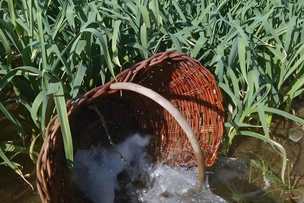 秋播大蒜种植技术，株距保持在10厘米左右