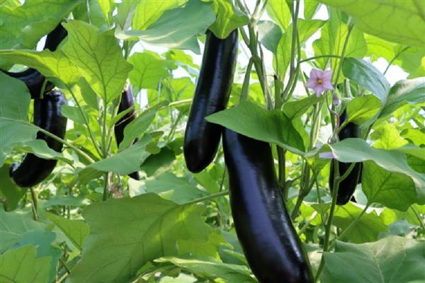 茄子是哪种颜色的,常见的有紫色、绿色和白色等