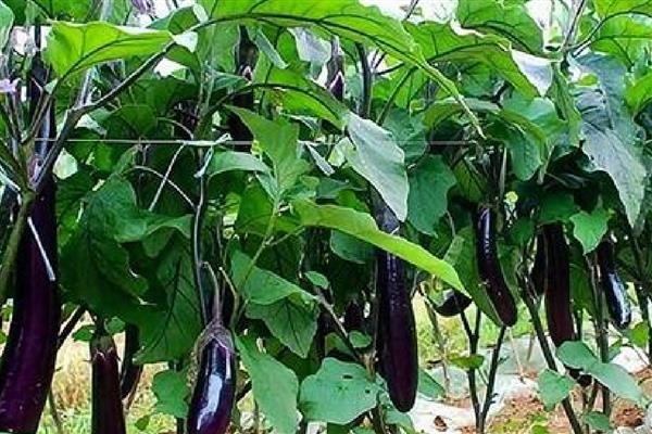 茄子是哪种颜色的,常见的有紫色、绿色和白色等