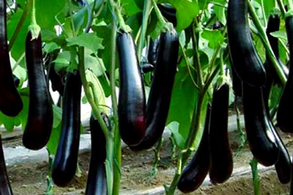 茄子是哪种颜色的,常见的有紫色、绿色和白色等