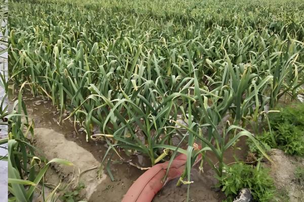 秋播大蒜种植技术，株距保持在10厘米左右