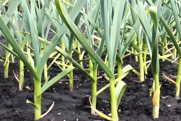 秋播大蒜种植技术，株距保持在10厘米左右