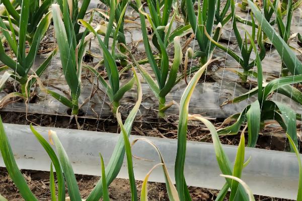 秋播大蒜种植技术，株距保持在10厘米左右