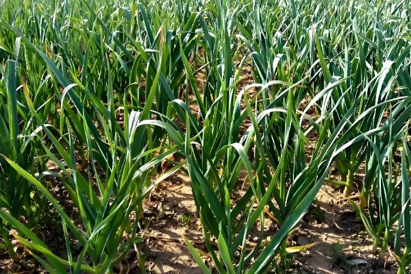 秋播大蒜种植技术，株距保持在10厘米左右