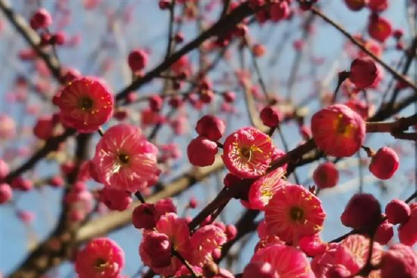 梅花的修剪方法，生长旺季要把新生的根芽、干芽及时剪掉