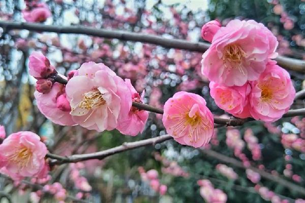 梅花的修剪方法，生长旺季要把新生的根芽、干芽及时剪掉
