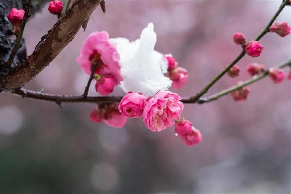 梅花的修剪方法，生长旺季要把新生的根芽、干芽及时剪掉