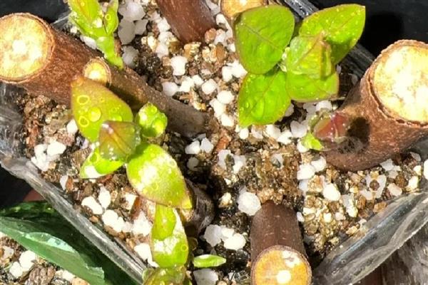 梅花的修剪方法，生长旺季要把新生的根芽、干芽及时剪掉