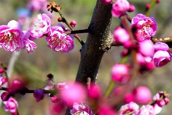 梅花的修剪方法，生长旺季要把新生的根芽、干芽及时剪掉