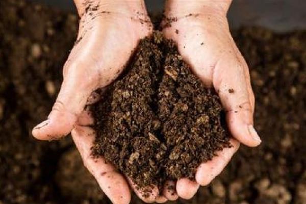 梅花的修剪方法，生长旺季要把新生的根芽、干芽及时剪掉