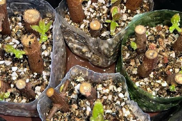 梅花的修剪方法，生长旺季要把新生的根芽、干芽及时剪掉