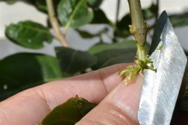 梅花的修剪方法，生长旺季要把新生的根芽、干芽及时剪掉