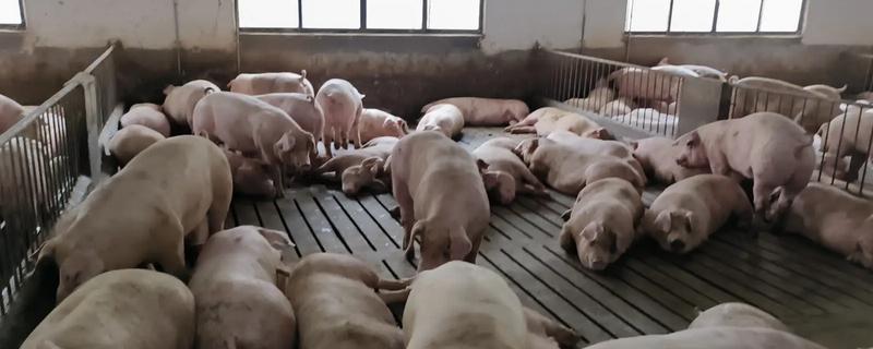 猪一般有多重，通常有150-500kg左右