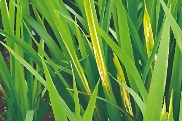 水稻病虫害的防治方法，发生纹枯病可喷施稻曲纹枯灵等药物