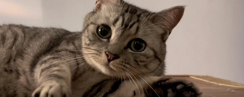 猫咪早产小猫能不能活，要看其发育的程度