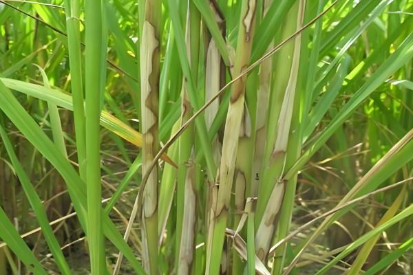 水稻病虫害的防治方法，发生纹枯病可喷施稻曲纹枯灵等药物