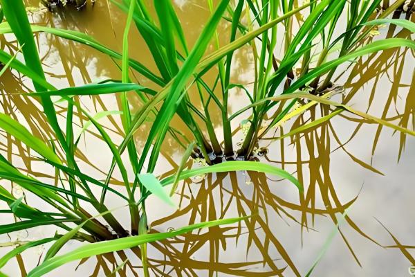 水稻病虫害的防治方法，发生纹枯病可喷施稻曲纹枯灵等药物