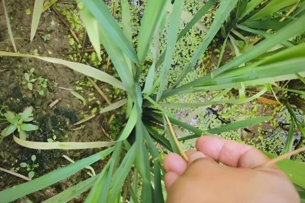 水稻病虫害的防治方法，发生纹枯病可喷施稻曲纹枯灵等药物