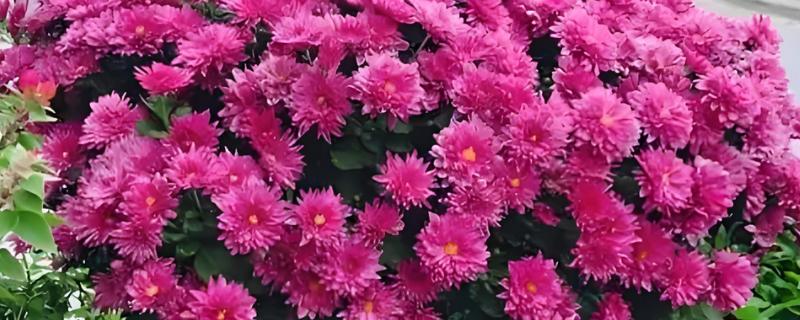 怎么养殖荷兰菊，生长季节定期追施薄肥