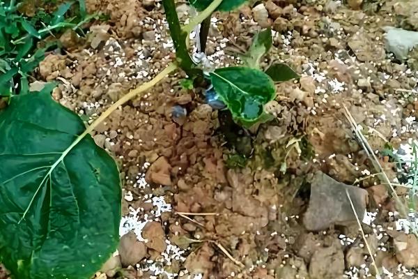 猕猴桃施肥技巧，早春追施催芽肥