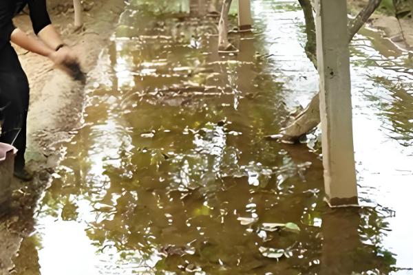 猕猴桃施肥技巧，早春追施催芽肥