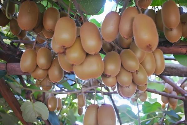 猕猴桃施肥技巧，早春追施催芽肥