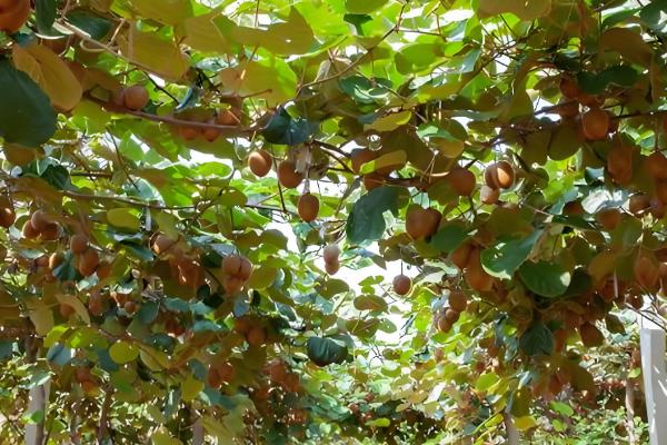 猕猴桃施肥技巧，早春追施催芽肥