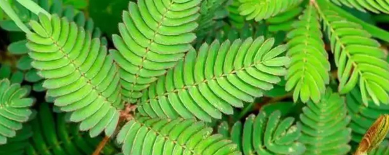 含羞草种子多久浇水一次，通常每隔2天左右浇一次