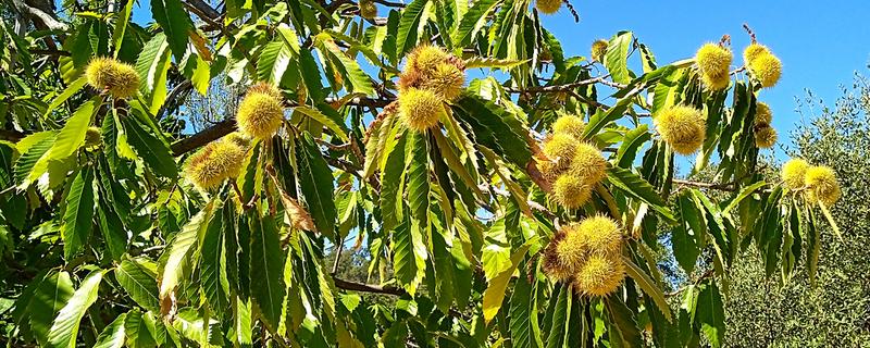 板栗树对光照的需求特点，每天日照不得少于6小时