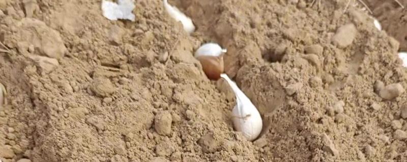 蒜发芽了还可以种吗，蒜发芽了还能种