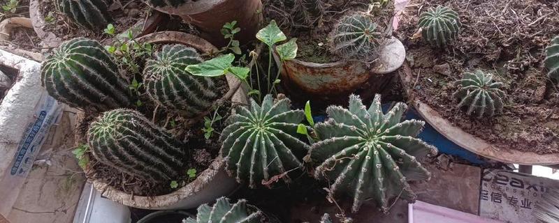 仙人球上面的小球如何种植，栽种后放在半阴处养护