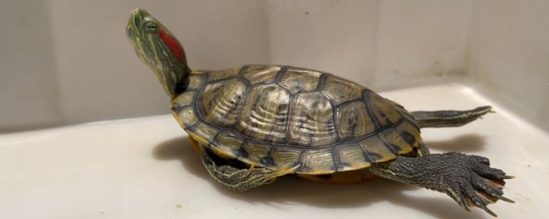 巴西龟晒太阳的注意事项，冬季每天晒1-2个小时即可