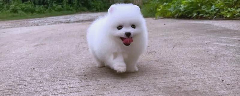 茶杯犬的寿命，一般可活3-4年