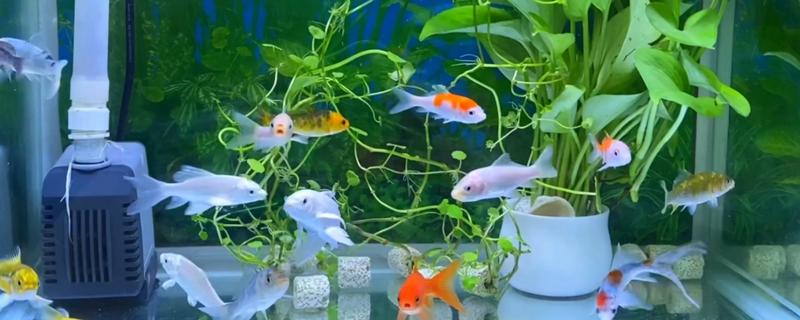 新买的鱼缸怎么开缸，首先要做的是消毒