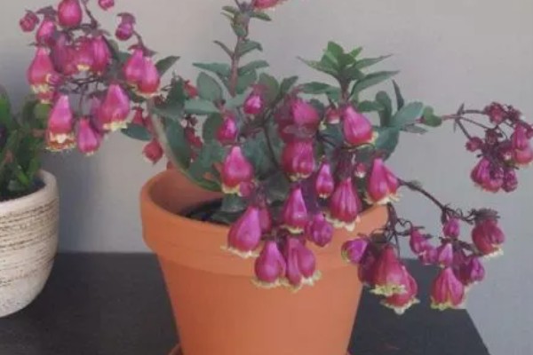 灯笼花喜阴吗，属于喜阳植物