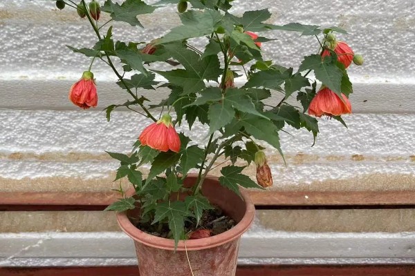 灯笼花喜阴吗，属于喜阳植物