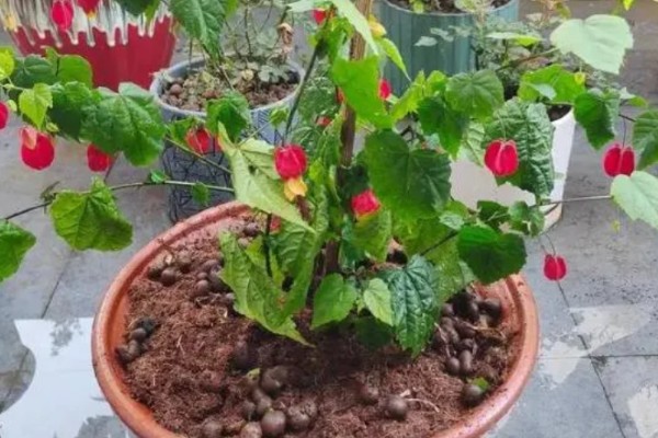 灯笼花喜阴吗，属于喜阳植物